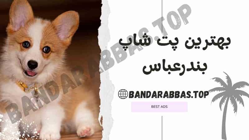 بهترین پت شاپ بندرعباس