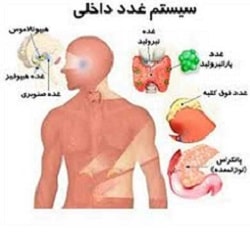 دکتر میترا ظریف کار متخصص غدد بندرعباس