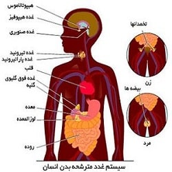 دکتر کاظمی جهرمی متخصص غدد بندرعباس